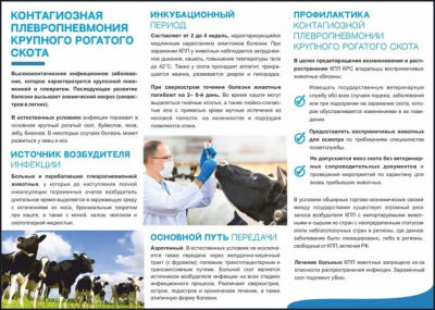 Контагиозная плевропневмония крупного рогатого скота