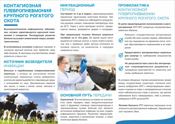 Контагиозной плевропневмонии КРС